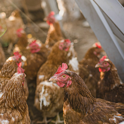 Nust students gain hands‑on skills at growing poultry enterprise